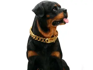 15mm Gold Dog Chain Titanium