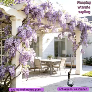 Weeping wisteria sapling. Purple waterfall blooms on a flowering vine. Ships bare root – live plant. Great for fences, pergolas, arches, or home gardens.