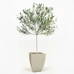 Arbequina Olive Tree