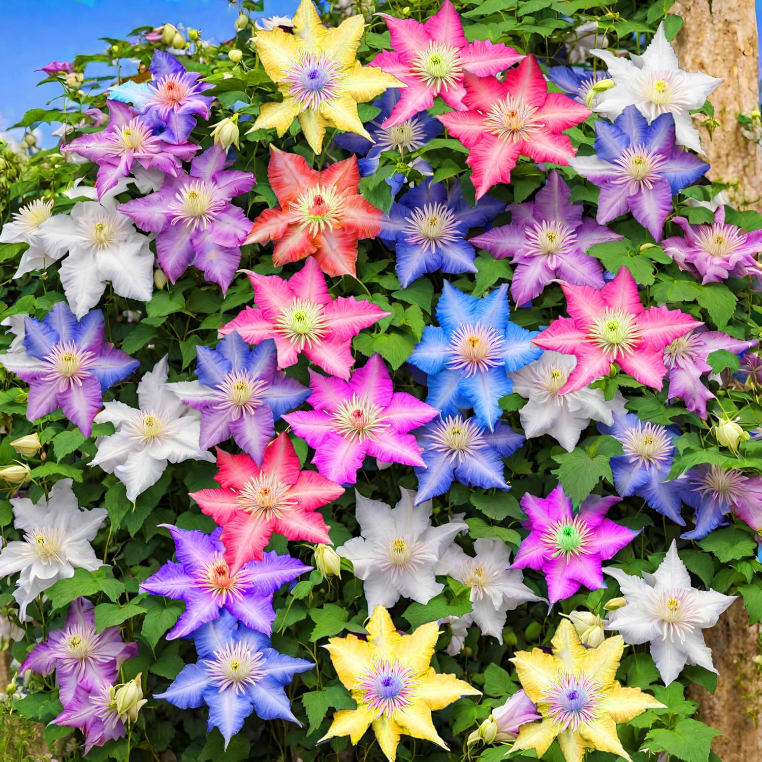Clematis Seeds Non-GMO – Easy-to-Grow Climbing Clematis Seeds, Fragrant Colorful Flowers, Balcony & Garden Ornamental Vine, Beginner-Friendly