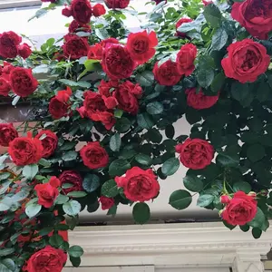 100 PCS Red Rose Seeds, Four Seasons Flowering, Easy to Live Flower Seeds, Indoor Potted Plants, Outdoor Garden Plants, Fresh Flower Seeds