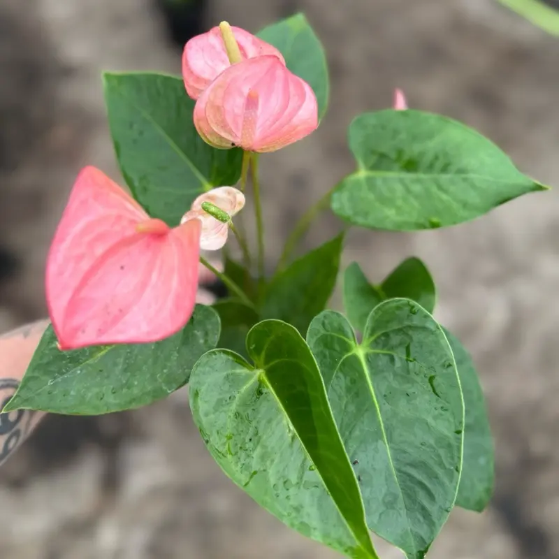4 Pink Anthurium | Flamingo Flower - TikTok Shop