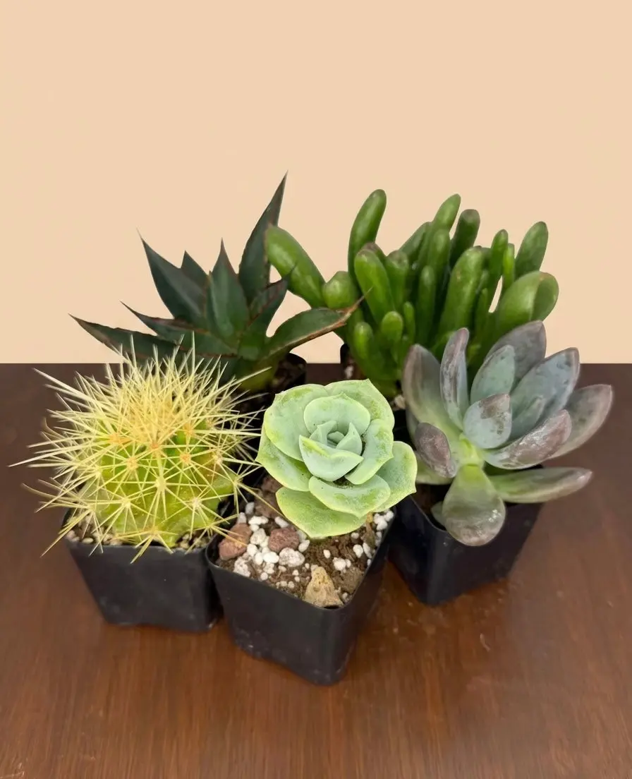 Mystery Bundle - Succulents, Cacti, and Accessories! Guaranteed 5 items