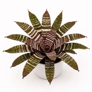 Neoregelia Red Chestnut Live Bromeliad Plant, 6” Pot Tropical Houseplant with Vibrant Foliage for Indoor Home Decor and Plant Collectors