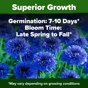 Tall blue cornflower seeds—a non-GMO heirloom variety, easy to grow at home.