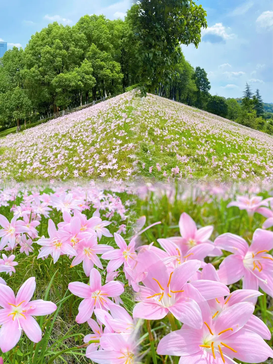 rain lily bulbs，zephyranthes bulbs，pink rain lily，flower bulbs for planting，garden perennial bulbs，easy grow flower，potted & yard plant，bloom after rain
