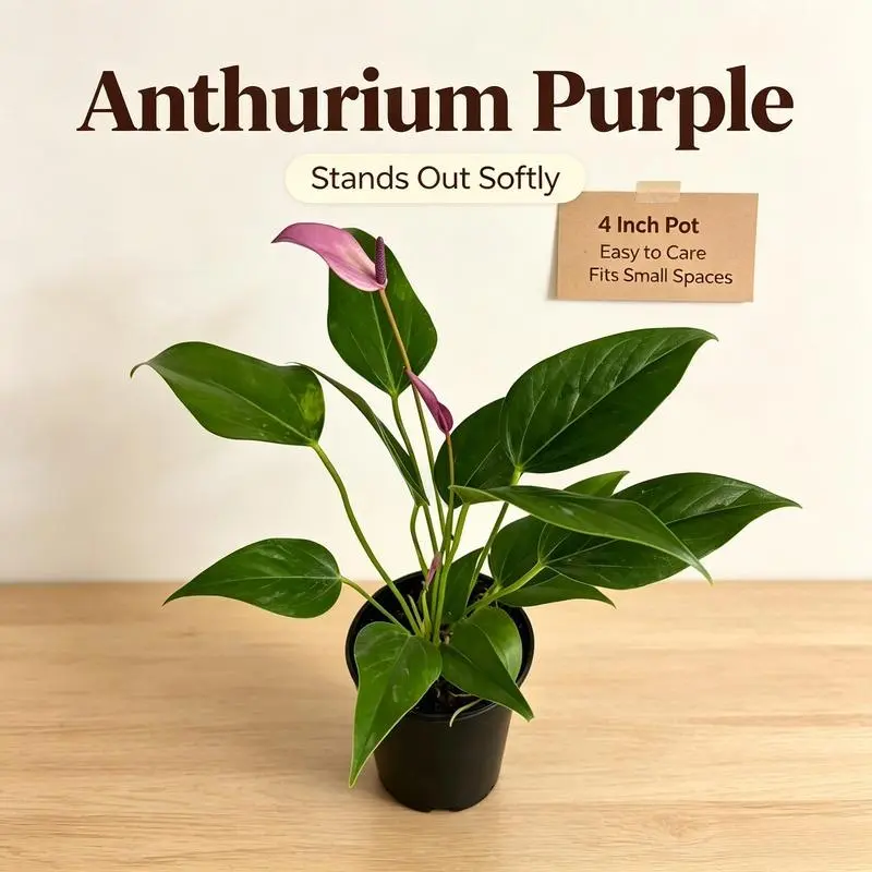 RZ-13 Anthurium Purple Live Plant in 4 Inch Nursery Pot, Tropical Indoor Houseplant with Green Leaves and Purple Blooms, Decorative Flowering Plant for Home Office Decor
