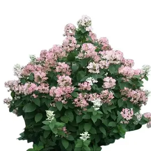 Pinky Winky Hydrangea – Live Plant – Quart Pot – 6-12" Tall – Two-Tone White and Pink Blooms – Perfect for Landscaping – No Ship to AK, HI & P.R.
