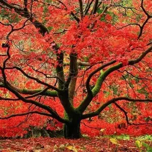 50+ Heirloom Red Japanese Maple Garden Seeds, Acer Rubrum: Perfect for Vivid Landscaping, Non-gmo Heirloom Seeds for Gardening Enthusiasts