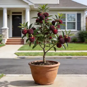 Chinese Bayberry Starter Plant – Beginner Friendly Garden Tree