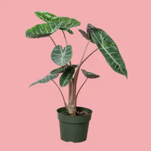 Alocasia Pink Dragon - Elegant Potted Plant with Unique Leaf Patterns and Sturdy Growth live  plants