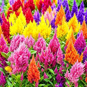 1000+ Celosia Seeds for Planting, Celosia plumosa Glow Series Heat-Loving Annual, Non-GMOFeathery Plumed Blooms for Beds, Containers and Cut Flowers