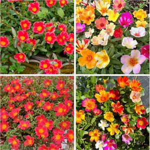 10000 Annual Purslane Seeds(Moss ross) for Planting Outdoor-Portulaca Oleracea Succulent Flower Plant Seeds for Garden Home Non-GMO