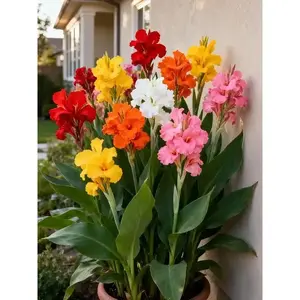 200 Pcs Hardy Perennial Canna Flower Seeds Mixed Colors Easy to Grow for Outdoor Garden Landscaping Backyard Pots Borders Bright