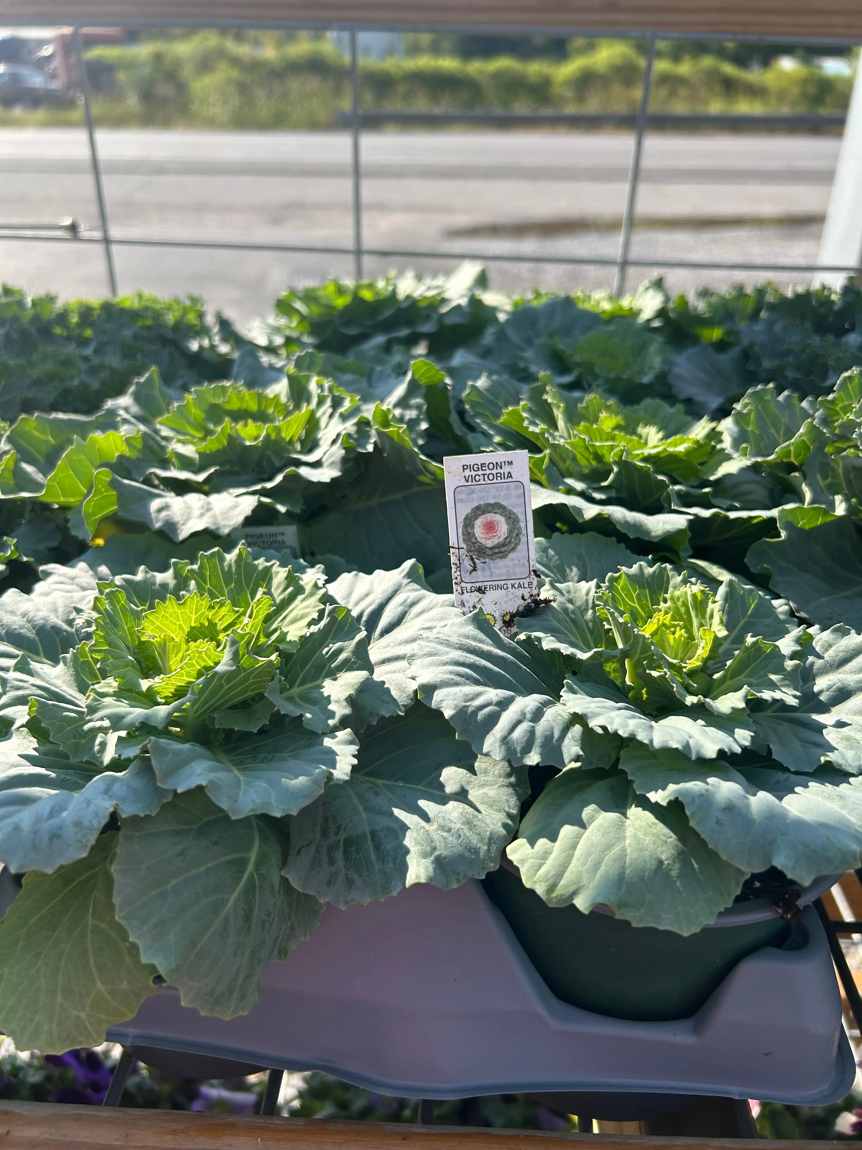 5” Ornamental Veggie