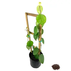 Black Pepper Plant - Live Tree in a 3 Gallon Pot with Trellis - Piper Nigrum - Edible Spice Plant for Gardens