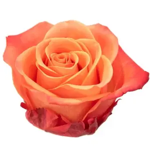 Rose Orange Crush - 100 Stems