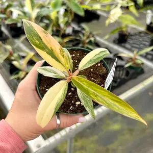 Philodendron caramel marble - 4" pot