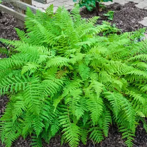 5 Hay Scented Fern Clumps of 10-15 Rhizomes - Ideal for Naturalizing Gardens and Woodland Landscaping - No Ship To AK, HI & P.R.