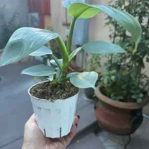 Philodendron Silver Sword - Indoor Plant with Green Leaves, Ideal for Home Decoration