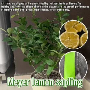 Healthy lemon tree bare root seedlings, suitable for outdoor planting