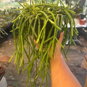 Rhipsalis Sulcata 6” Plant Succulent