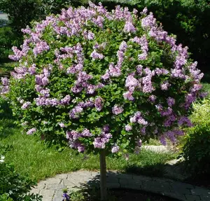 Live Miss Kim Lilac Shrub Plant, Fragrant Flower Live Plants, 6 to 12 Inch Tall  in 4 In PotLive Lilac Flowers Starter Plant