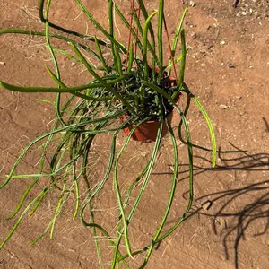 Moonlight Cactus 6 inch pot Plant