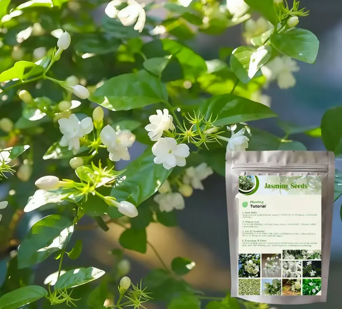 50 Pcs Jasmin Seeds for Planting Fragrant Flower Seeds for Home Garden -  TikTok Shop