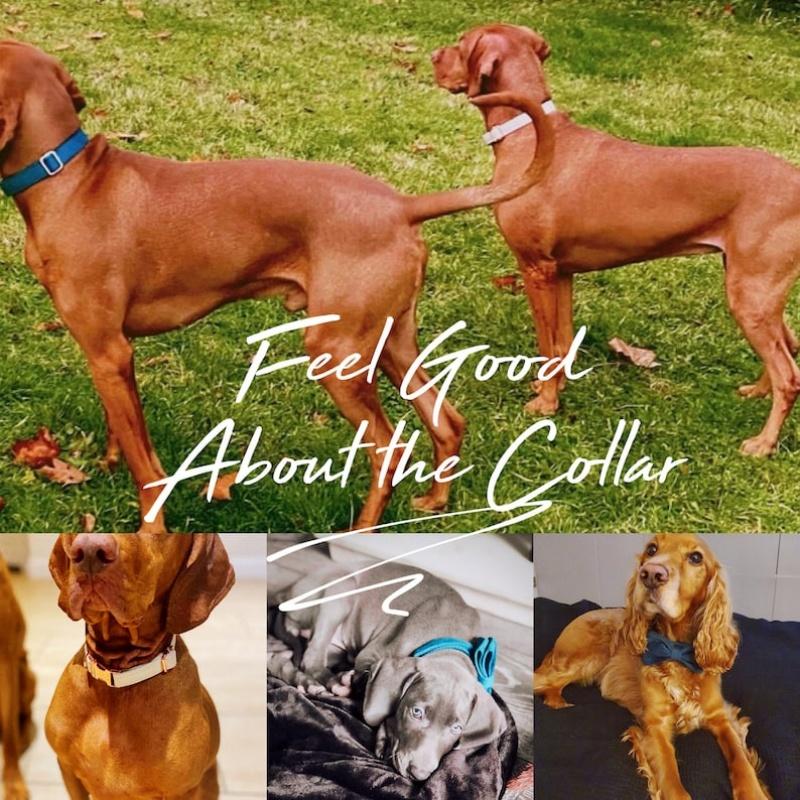 Multiple Colour Velvet Personalise Dog Collar Leash Set With Bow