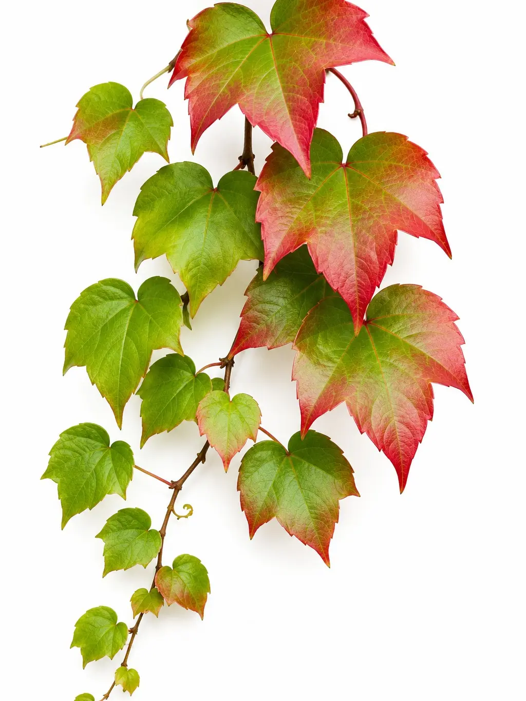 CZ GRAIN Boston Ivy Vine Seeds (100 Pack) - Hardy, Fast-Growing Outdoor Climbing Vine - Decorative Green Wall & Privacy Plant for Fences, Trellises (Sunlight-Required)