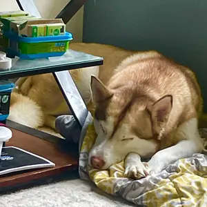 Turkey Tail Mushroom Powder for Dogs&Cats-JUMBO SIZE-120 servings,For Lumps & Bumps, Immunity,Respiratory, Digestion & Cellular Health-UPGRADED FORMULA