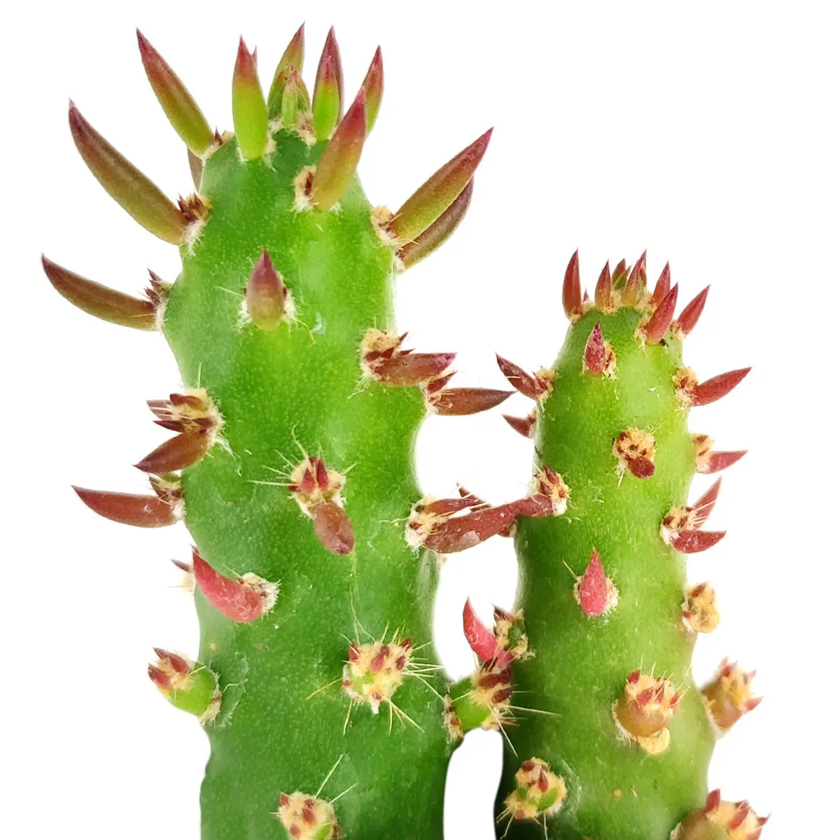 Eve's Needle Cactus - Austrocylindropuntia subulata