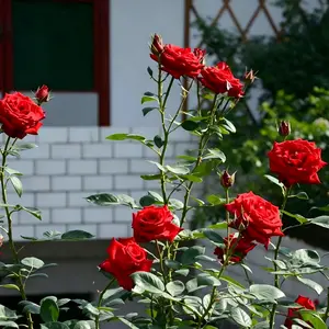 Corolla red rose seedlings for planting, high quality red rose seedlings, easy to cultivate, simple to maintain, suitable for gardens and gardens