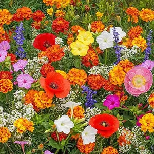 1000+ Mixed Flower Seeds for Planting – Vibrant Mixed Flowers, Non-GMO Heirloom, Beginner-Friendly & Easy to Grow Flowers for Outdoor Garden, Pots, Flower Beds & Yard