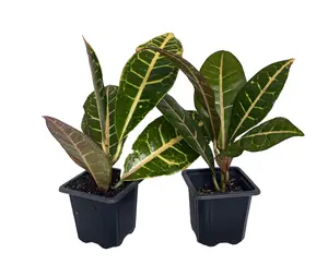 Colorful Croton - 3" Pots - 2 Pack - Codiaeum Petra