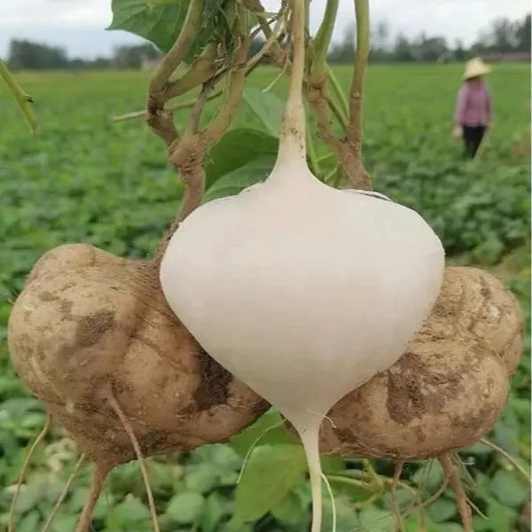 Jicama Seeds for Planting - Crunchy Sweet Mexican Yam Bean, Fast-Growing Vegetable Seeds for Plant Jicama in Both Indoors/Outdoors Home Gardens