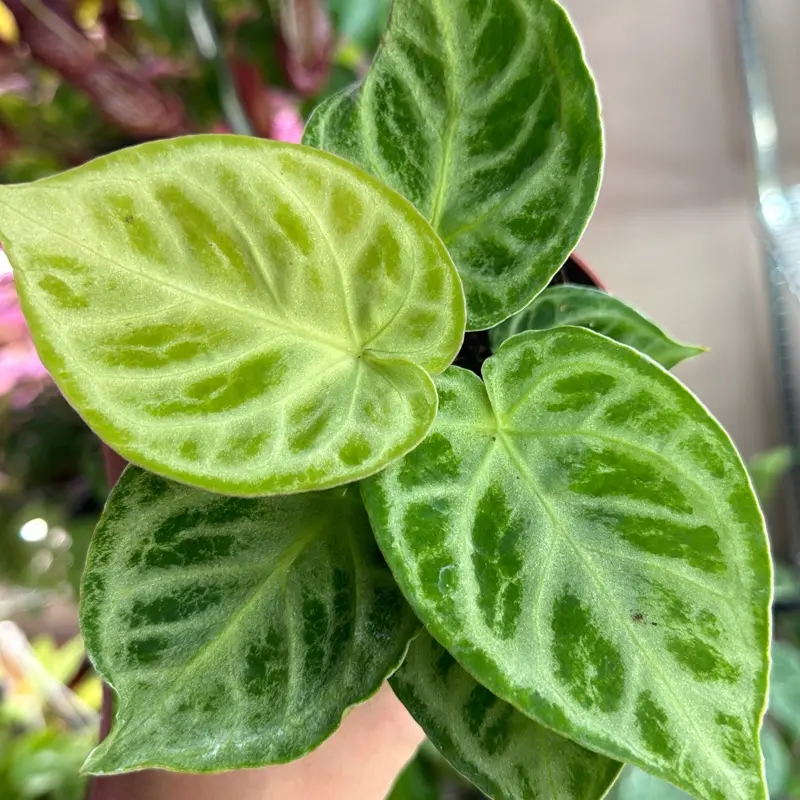 Anthurium Dorayaki Live Indoor Plant - Rare Tropical Houseplant, 4in Garden Pot for Home Improvement & Garden Supplies, Rare House Plant, Tropical House Plant