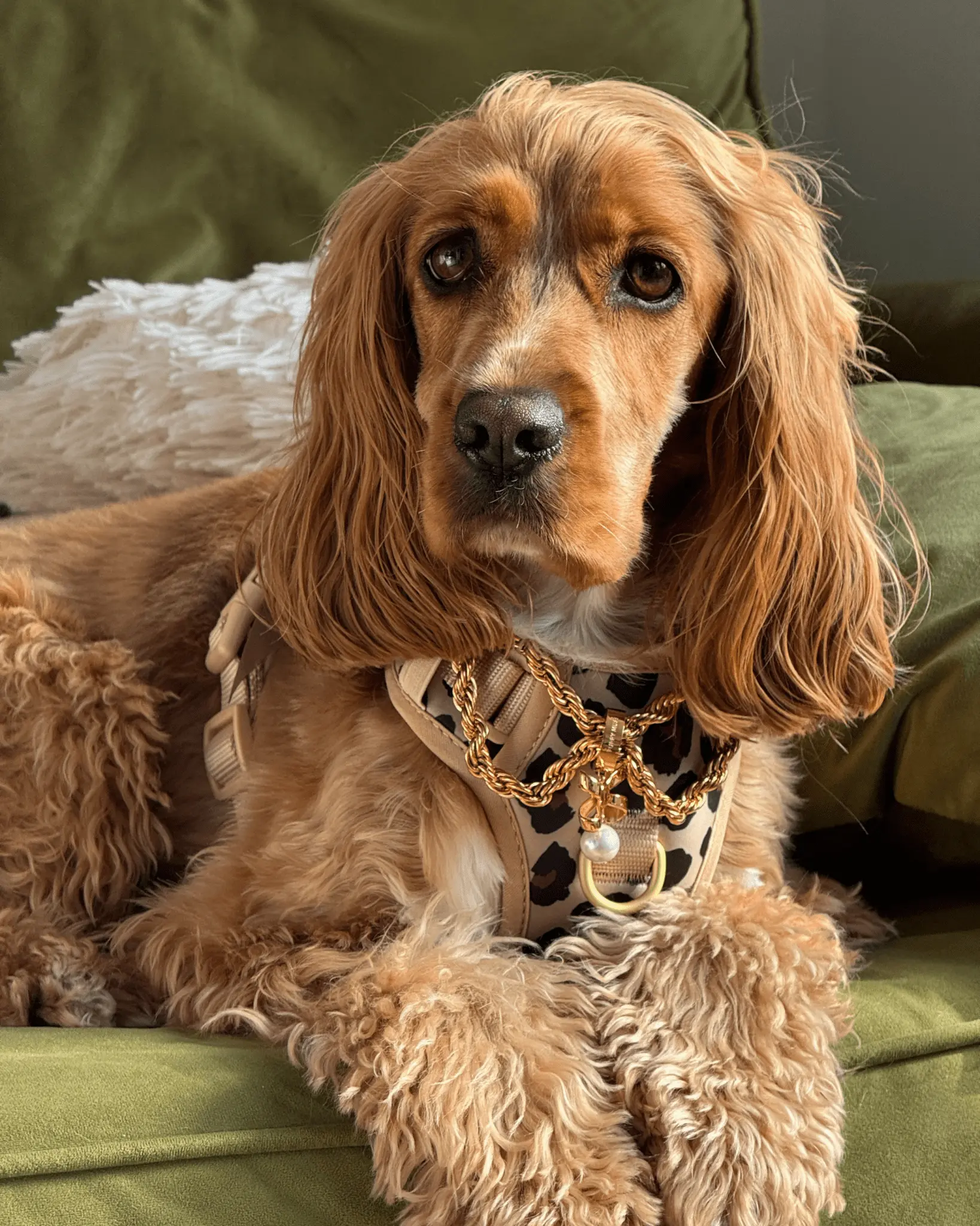 Wander! Bow Harness 2.0 - Leopard