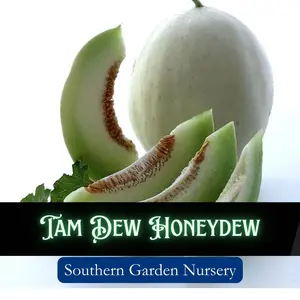 Tam Dew Honeydew Melon Seeds, Super Sweet Heat Tolerant Melons non-gmo home garden plant seed