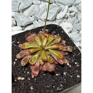 Alice Sundew (Drosera Aliciae) in a 3.5" pot