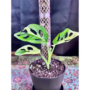 Monstera Adansonii Albo Variegata - Rare