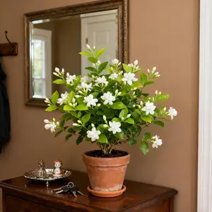 Fragrant jasmine seeds, non-genetically modified, evergreen climbing seed, easy to grow and care for garden/balcony planting, potted ornamental horticultural plant seeds.