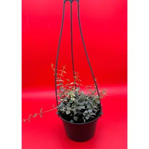 Dischidia Million Hearts Variegated | 5 Inch Hanging Pot | House Plant | Live Plant | Decoration