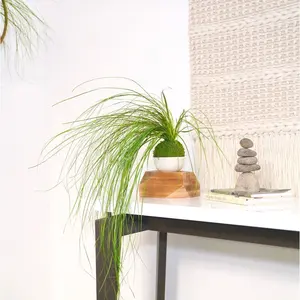 Bear Grass Kokedama - Sitting or Hanging - Preserved Moss and Fern Plant