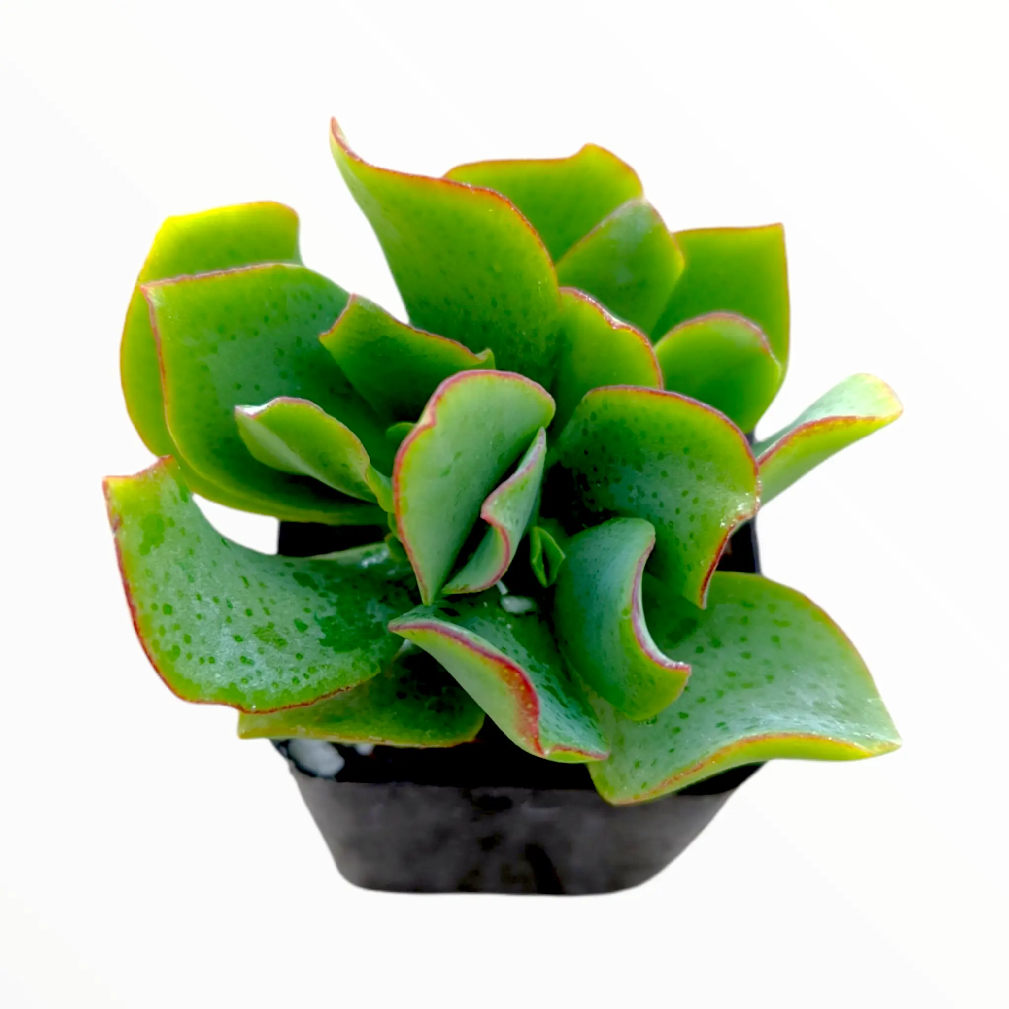 Crassula arborescens undulatifolia 'Ripple Jade'