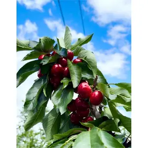 Dwarf cherry tree with bare roots, well-developed root system, easy to grow