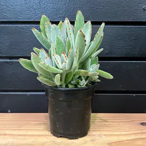 panda succulent 4 Inch pot