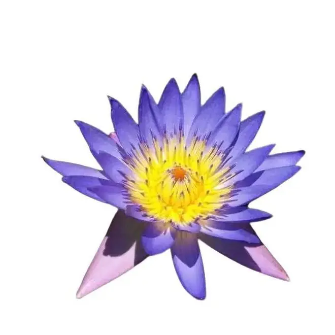 Green River 5 Blue Lotus Seeds - Perennial Flower, Sacred Aquatic Bloom, Patio Pond Essential, Flower Seed Pack, Tranquility Garden Accent, Exotic Water Feature, Symbol of Wisdom, Gift for Meditation