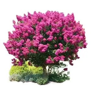 25 Pcs Pink Velour Lilac Seeds - Flower Seed Pack, Perennial Shrub Blooms, Fragrant Spring Garden Essential, Rare Lilac Seeds for Planting Outdoors